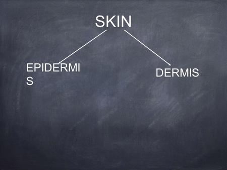 SKIN EPIDERMI S DERMIS.