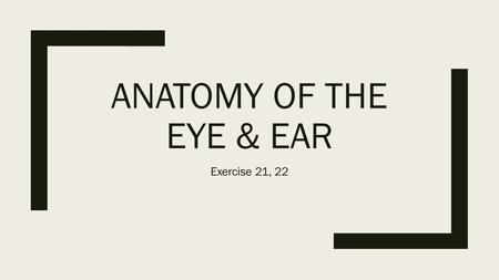 ANATOMY OF THE EYE & EAR Exercise 21, 22. THE EYE.