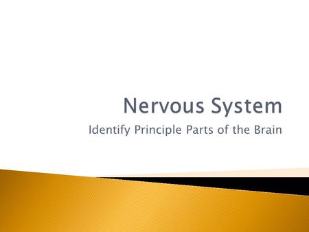 Identify Principle Parts of the Brain.  Identify the principle parts of the nervous system  Describe the cells that make up the nervous system  Describe.