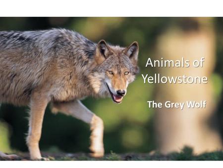 Animals of Yellowstone The Grey Wolf. Animal Classifications ClassificationGrey Wolf Domain Eukara Kingdom Animalia Phylum Chordata Class Mammalia Order.