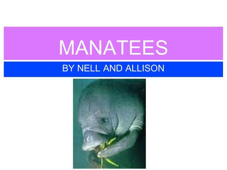 MANATEES BY NELL AND ALLISON. About Manatees Manatees are big animals that are also called sea cows Its size is 8 to 13 ft. long Their weight is 440 to.