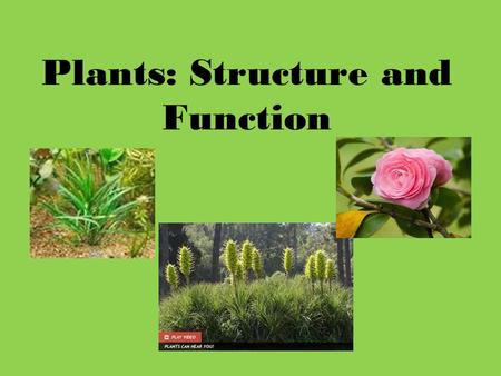 Plants: Structure and Function. What do you already know... Name the process that occurs within the leaves of green plants. What is the equation for this.