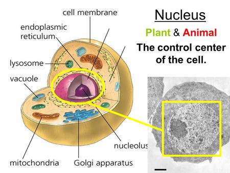 Plant & Animal The control center of the cell.