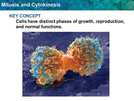 Mitosis and Cytokinesis KEY CONCEPT Cells have distinct phases of growth, reproduction, and normal functions.