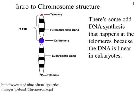 Intro to Chromosome structure