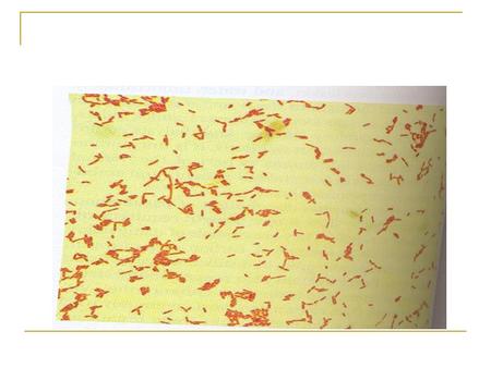 Learning outcomes The student should be able to list the medically important genera and species of negative non-fermentative gram-negative rods describe.