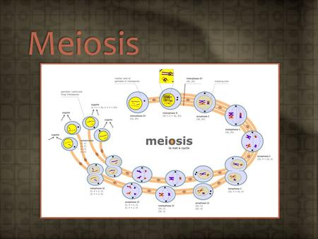 Meiosis. Objectives 4.2.1 – State that meiosis is a reduction division of a diploid nucleus to form haploid nuclei. 4.2.2 – Define homologous chromosomes.