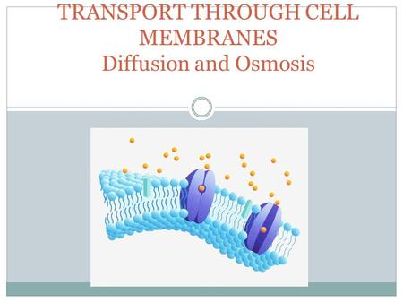 TRANSPORT THROUGH CELL MEMBRANES Diffusion and Osmosis.