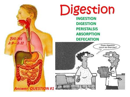 Digestion INGESTION DIGESTION PERISTALSIS ABSORPTION DEFECATION