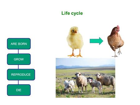 Life cycle ARE BORN GROW REPRODUCE DIE. Embryonic development OVIPAROUSVIVIPAROUS OVOVIVIPAROUS Click on each box to find out more EMBRYONIC DEVELOPMENT.