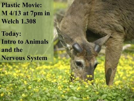 Plastic Movie: M 4/13 at 7pm in Welch 1.308 Today: Intro to Animals and the Nervous System.