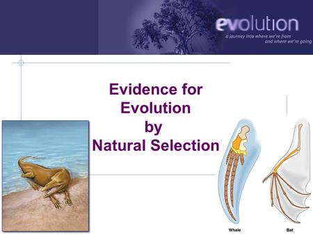 Evidence for Evolution by Natural Selection