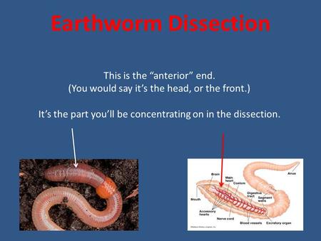 Earthworm Dissection This is the “anterior” end.