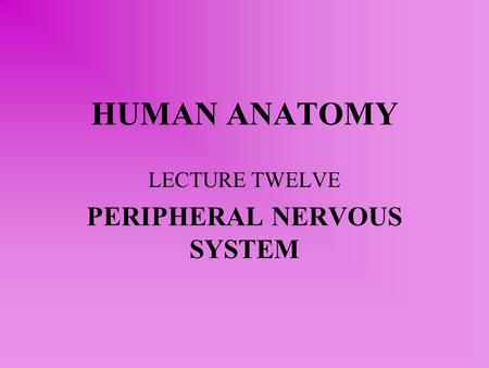 HUMAN ANATOMY LECTURE TWELVE PERIPHERAL NERVOUS SYSTEM.