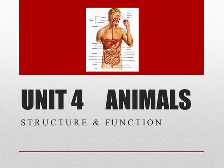 UNIT 4 ANIMALS STRUCTURE & FUNCTION. Quick Questions on 10.1 What are the categories of macromolecules you know of? What are the types of carbohydrates?