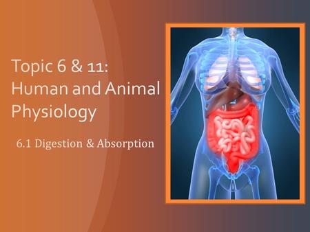 What do you know? What questions do you have? Draw and label an annotated diagram of the digestive system.