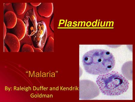 By: Raleigh Duffer and Kendrik Goldman. Questions 1.What is the deadliest parasite in the world transmitted by? Plasmodium is transmitted by the female.