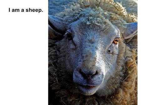 I am a sheep..