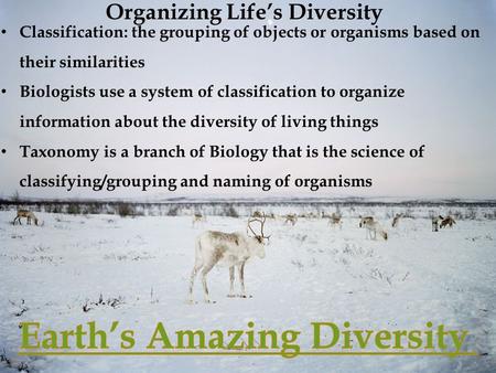 Organizing Life’s Diversity Classification: the grouping of objects or organisms based on their similarities Biologists use a system of classification.