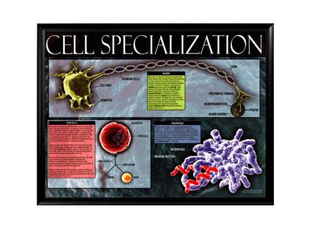 Hierarchy of organization Cells → Tissues → Organs → Organ Systems → Organism.