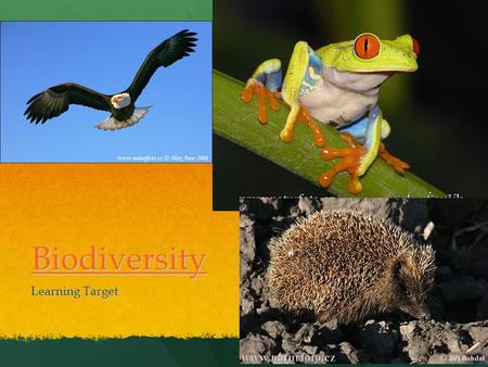 Biodiversity Learning Target. BIODIVERSITY What is biodiversity? What is biodiversity? The variety of life on earth The variety of life on earth Focus.