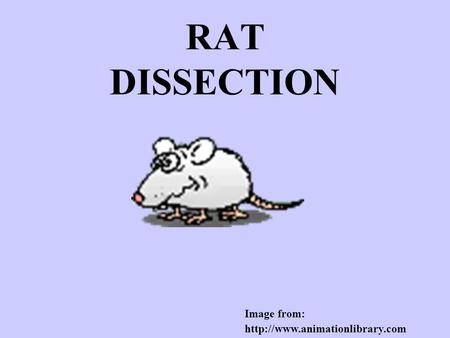 RAT DISSECTION Image from: