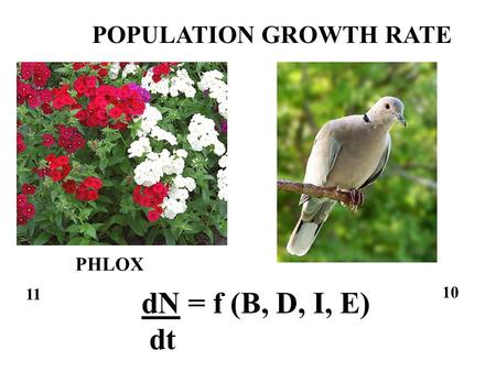 10 11 PHLOX POPULATION GROWTH RATE dN = f (B, D, I, E) dt.