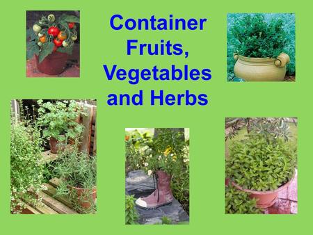 Container Fruits, Vegetables and Herbs