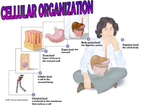 Chemical level: a molecule in the membrane that encloses a cell Cellular level: a cell in the stomach lining Tissue level: layers of tissue in the stomach.