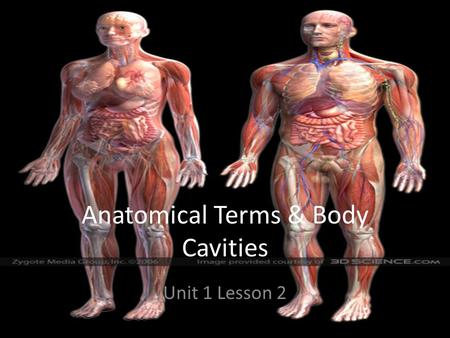 Anatomical Terms & Body Cavities Unit 1 Lesson 2.