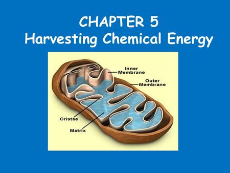 CHAPTER 5 Harvesting Chemical Energy. Chemical Energy and Food All organisms require energy to carry out their life functions. Evolution has produced.