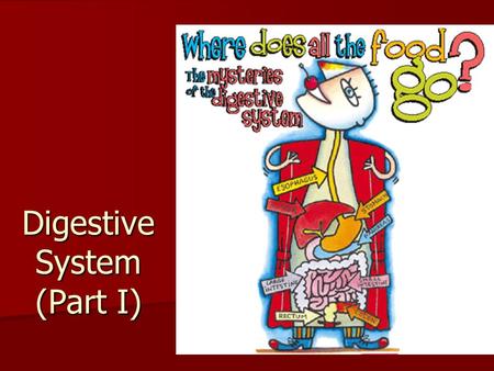 Digestive System (Part I). Digestive System Sometimes called Alimentary Canal – 30 ft long! Sometimes called Alimentary Canal – 30 ft long! Two divisions: