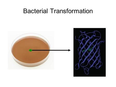 Bacterial Transformation