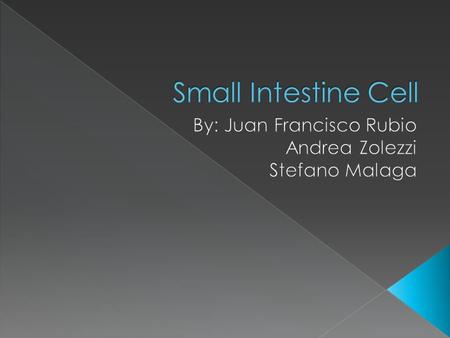  The small intestine is one of the organs that help the digestive and excrementory processes  The small intestine is mad up of 3 parts 1. Duodenum 2.