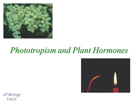 Phototropism and Plant Hormones