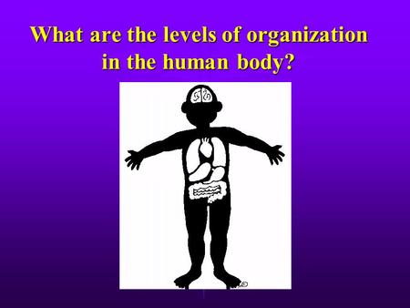 What are the levels of organization in the human body?