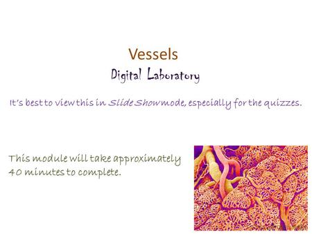 Vessels Digital Laboratory