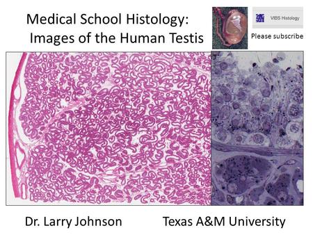 Dr. Larry Johnson Texas A&M University Medical School Histology: Images of the Human Testis Please subscribe.