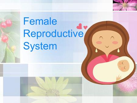 Female Reproductive System. Ovaries Female gonads Attached to posterior surface of broad ligament by mesovarian ligament & attached to uterus by the ovarian.