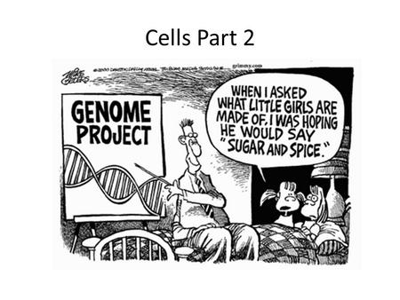 Cells Part 2. Parts of the Eukaryotic Cell (organelles) Nucleus Cell membrane Ribosome Endoplasmic reticulum Mitochondria Cytoskeleton Vesicle.