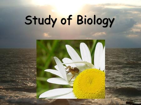 1 Study of Biology. 2 What is Biology? Biology is the study of all living thingsBiology is the study of all living things Living things are called organisms.