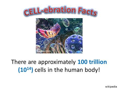 There are approximately 100 trillion (10 14 ) cells in the human body! jaascar.com wikipedia.