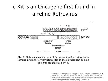 C-Kit is an Oncogene first found in a Feline Retrovirus Besmer, P., J. E. Murphy, P. C. George, F. Qui, P. J. Bergold, L. Lederman, H. W. Snyder Jr., D.