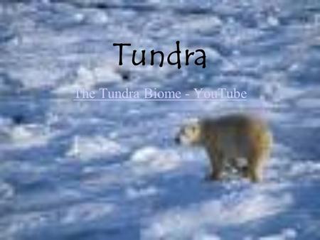 The Tundra Biome - YouTube