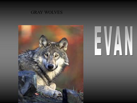 GRAY WOLVES My animal is called a Gray wolve. In the winter the Gray Wolf has white, a little bit of gold, and a black color. In the summer The Gray.