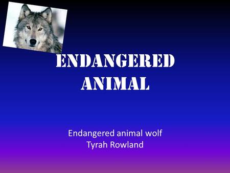 Endangered animal Endangered animal wolf Tyrah Rowland.