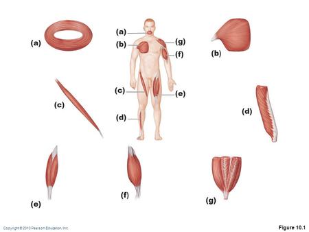 Copyright © 2010 Pearson Education, Inc. Figure 10.1 (a) (b) (e) (d) (g) (f) (c) (b ) (d) (f ) (g) (e) (a) (c)