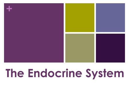 + The Endocrine System. + Functions To control many of the body’s daily activities Controls the body’s long term changes such as development.