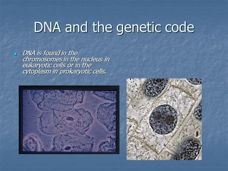 DNA and the genetic code DNA is found in the chromosomes in the nucleus in eukaryotic cells or in the cytoplasm in prokaryotic cells. DNA is found in the.