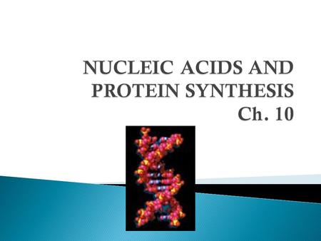 NUCLEIC ACIDS AND PROTEIN SYNTHESIS Ch. 10